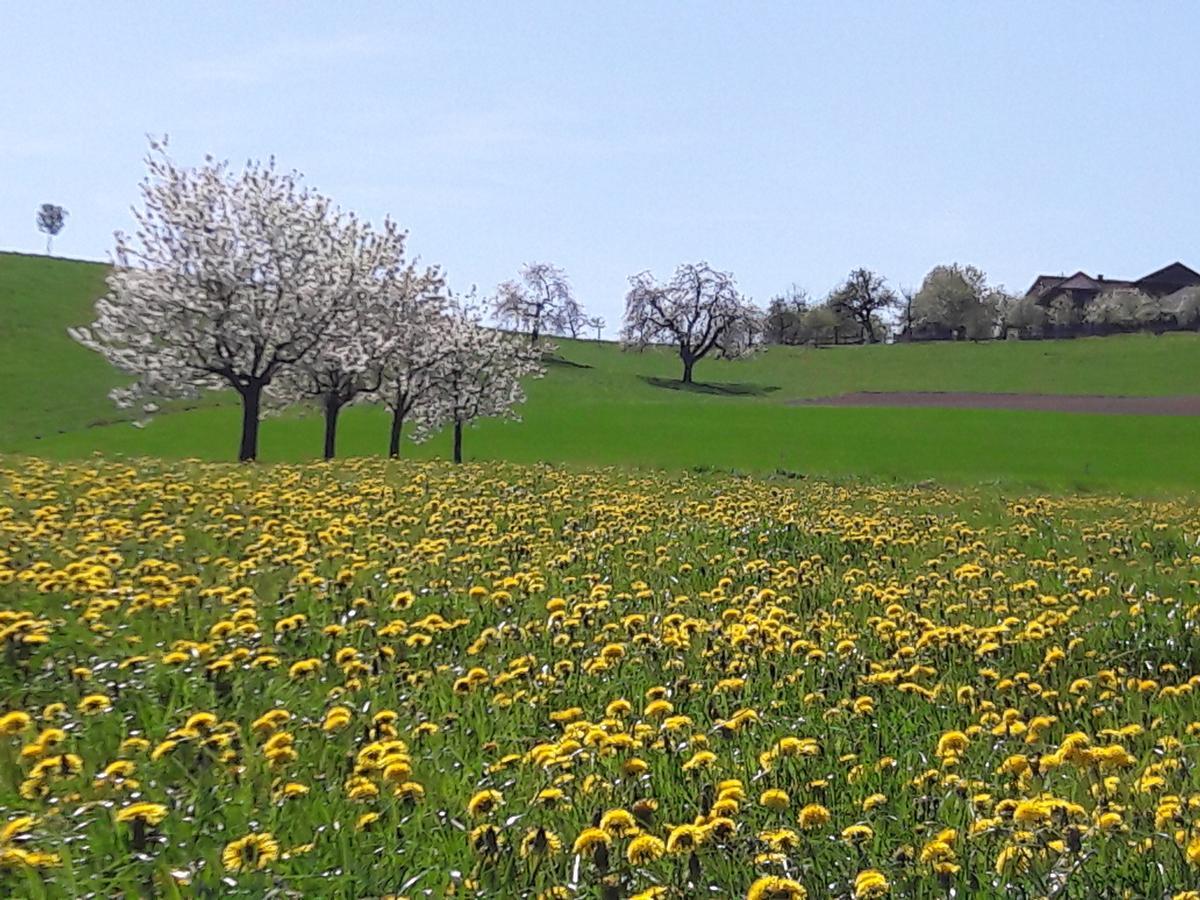 Bühl 3 *