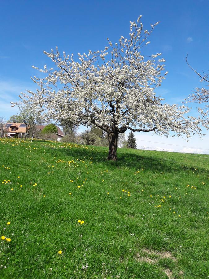 Bühl 3 *
