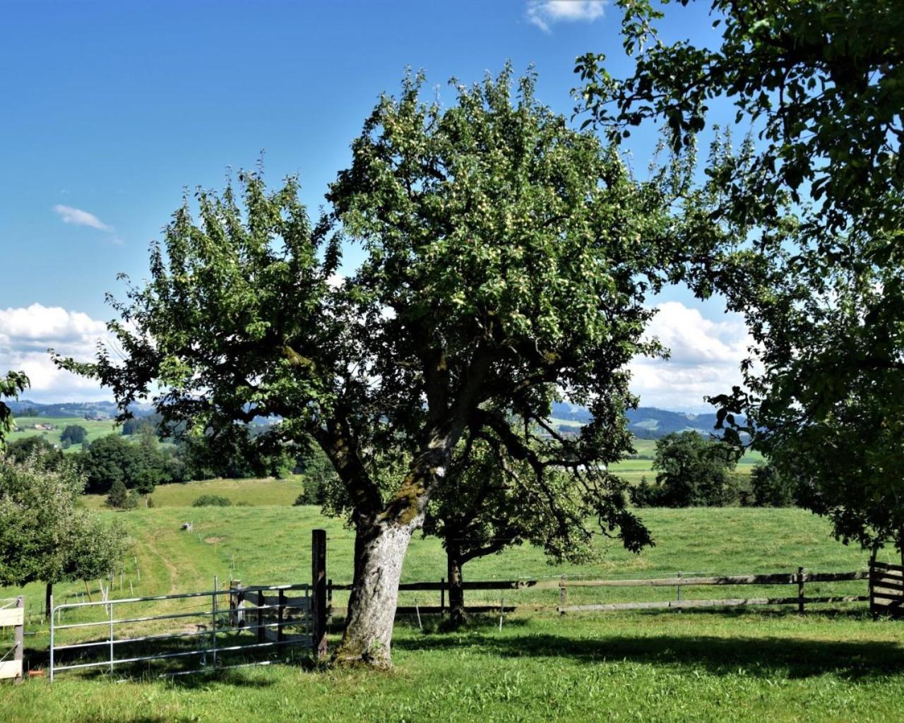 Bühl 3 * Affoltern Am Albis